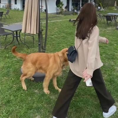 逍遥骑士